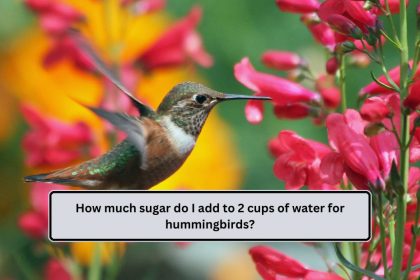 sugar do I add to 2 cups of water for hummingbirds