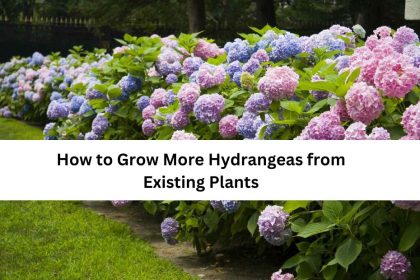 How to Grow More Hydrangeas from Existing Plants
