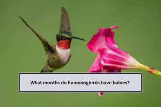 What months do hummingbirds have babies?